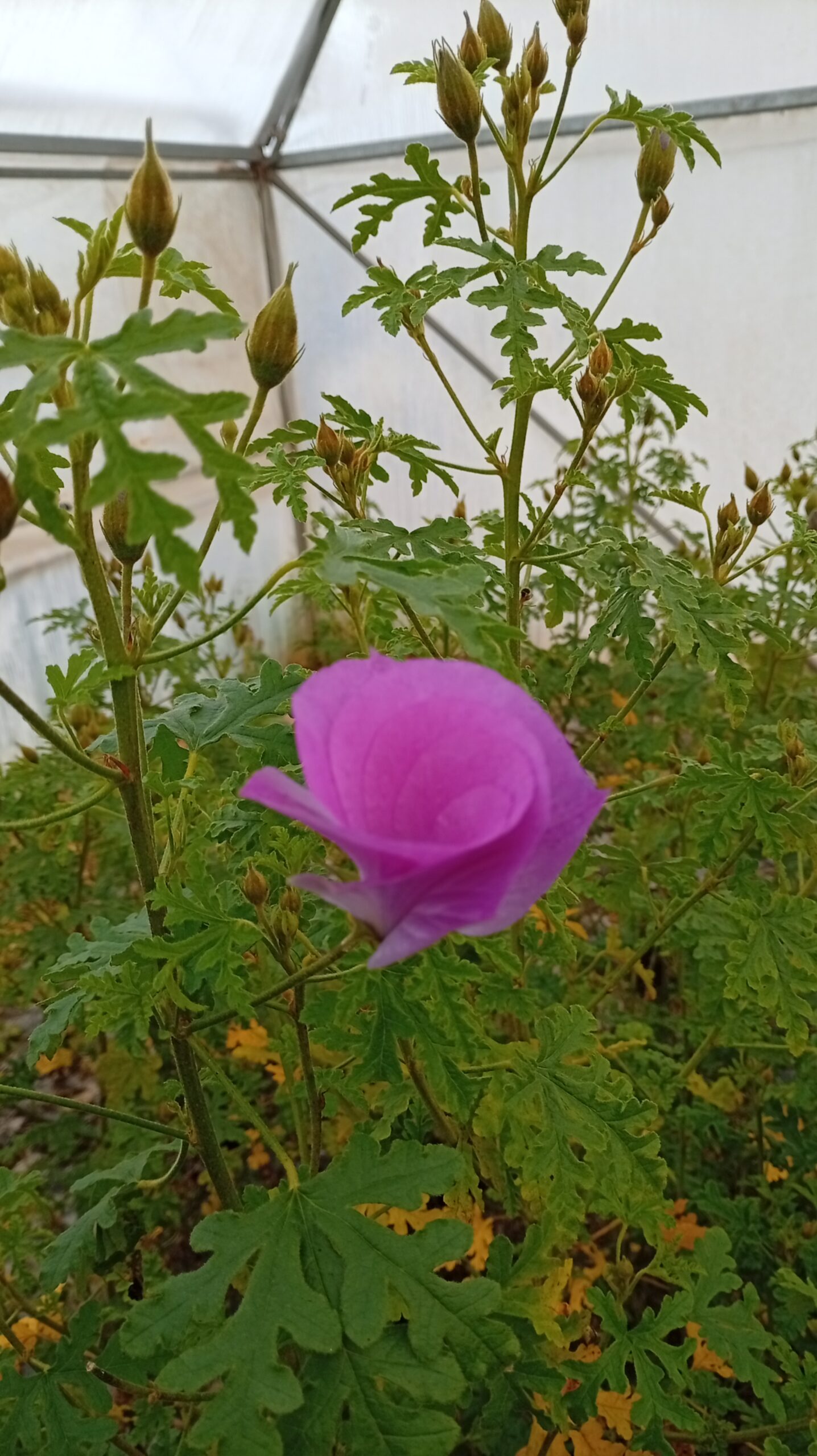 Alyogyne huegelii 'Santa Cruz' Alyogyne huegelii 'Santa Cruz' - Imagen 2