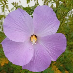Alyogyne huegelii 'Santa Cruz'
