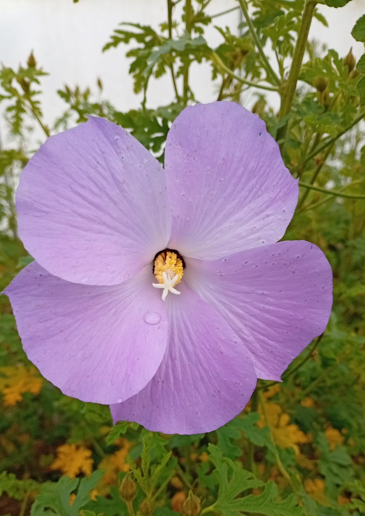 Alyogyne huegelii 'Santa Cruz' Alyogyne huegelii 'Santa Cruz'
