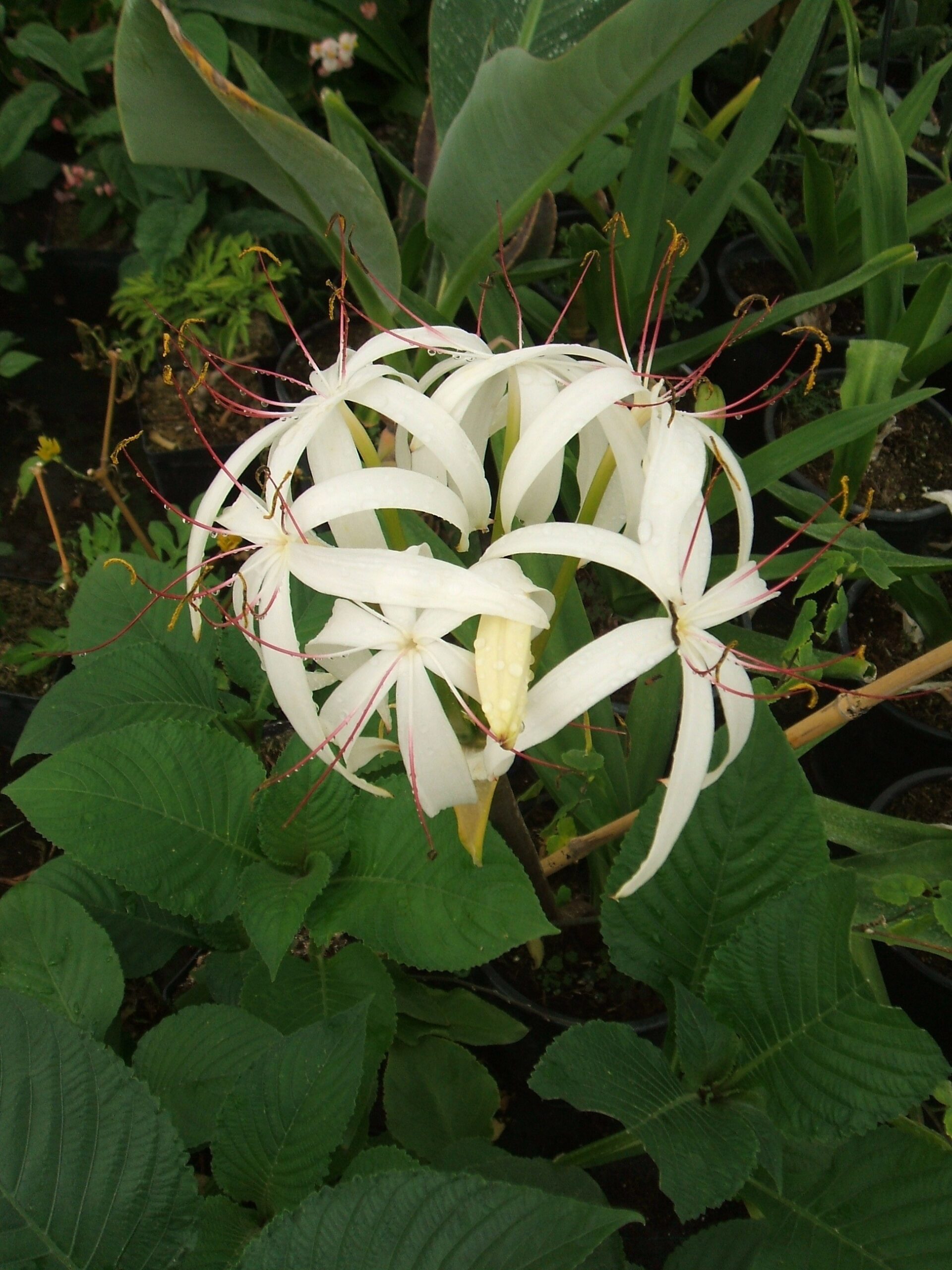 Crinum americanum Crinum americanum