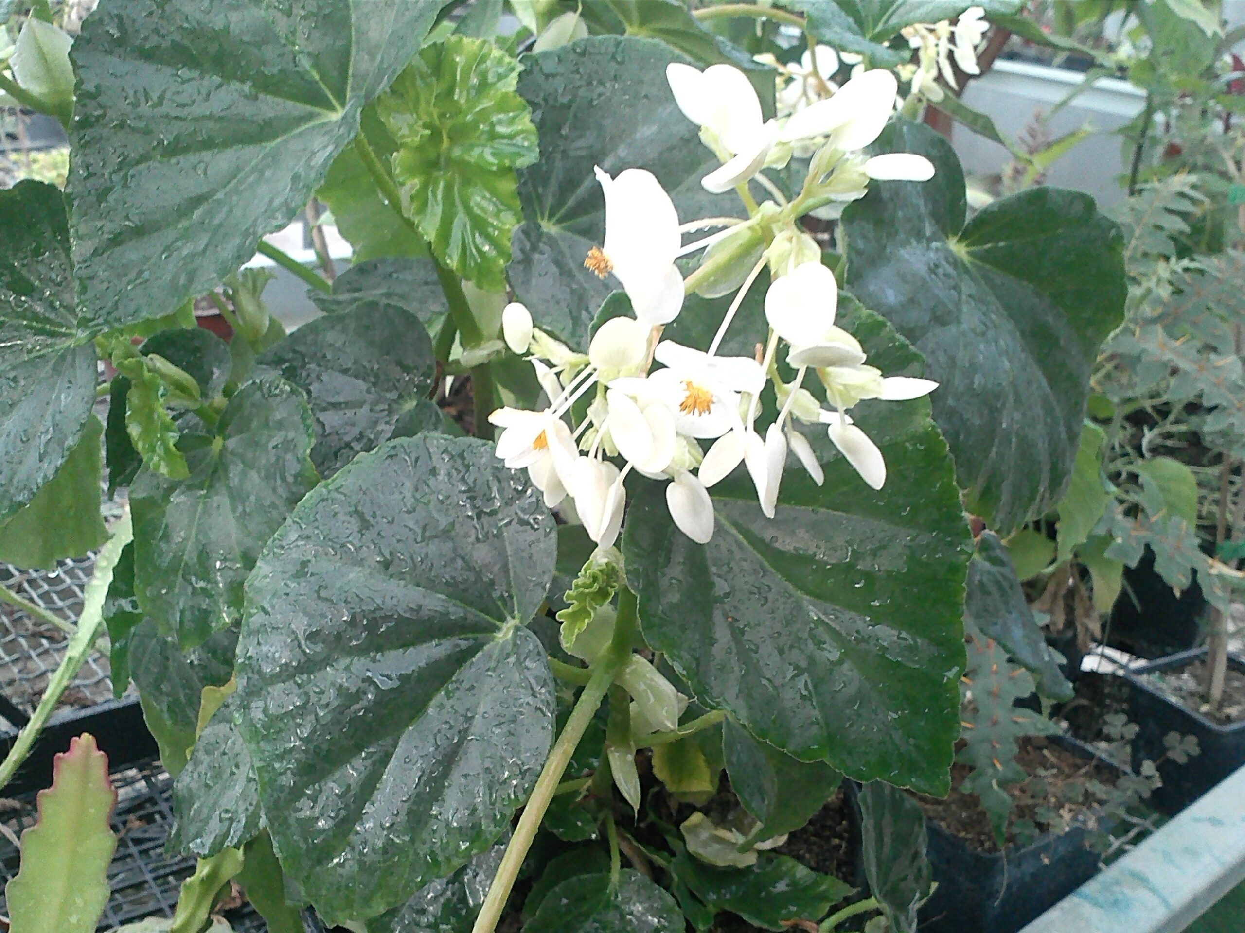 Begonia odorata "Alba"