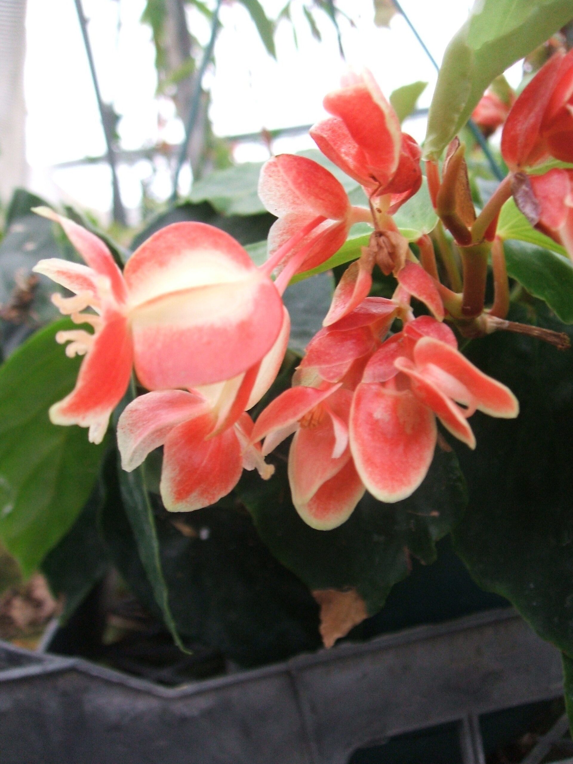 Begonia limmingheiana