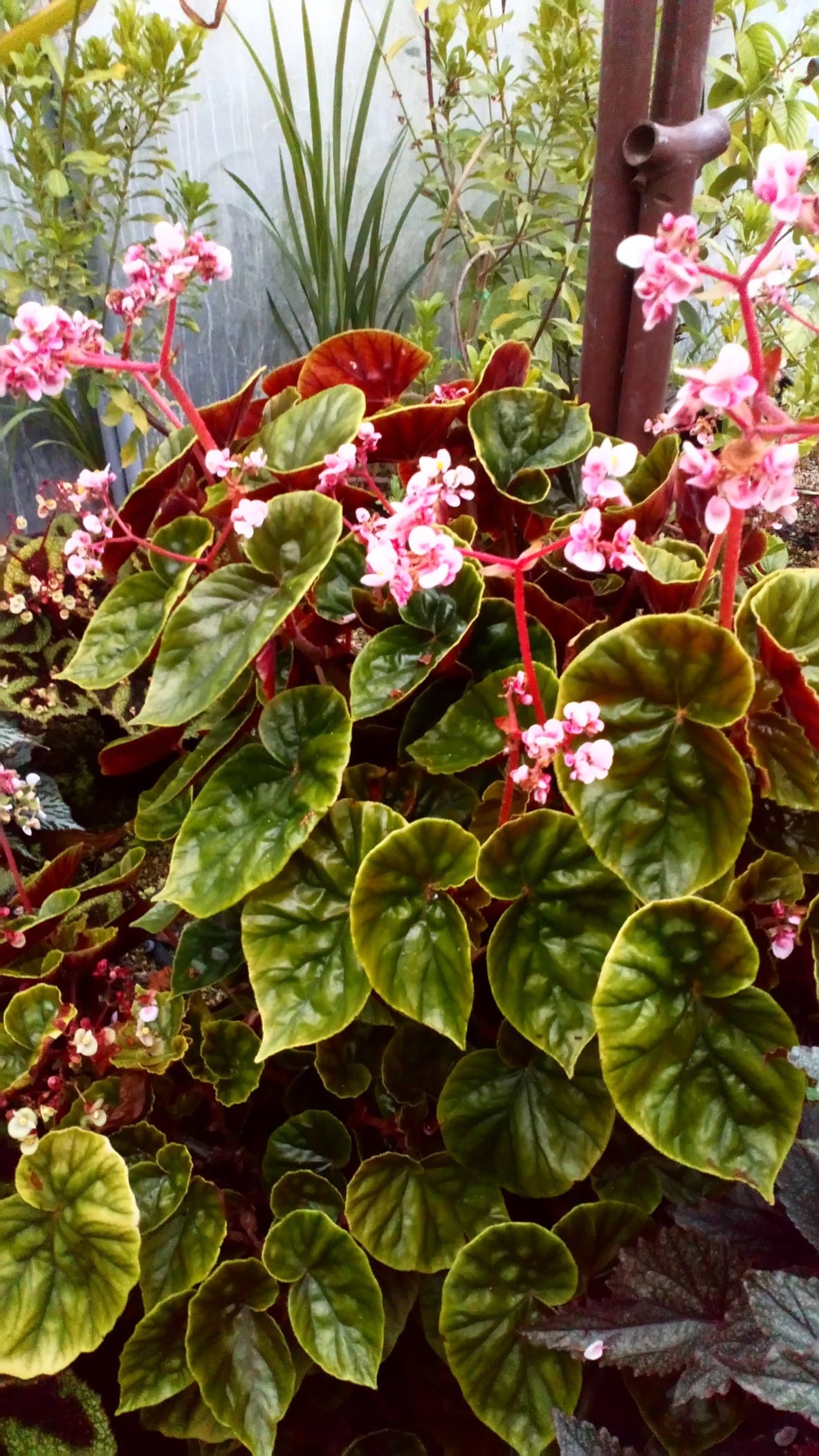 Begonia thurstonii Begonia thurstonii