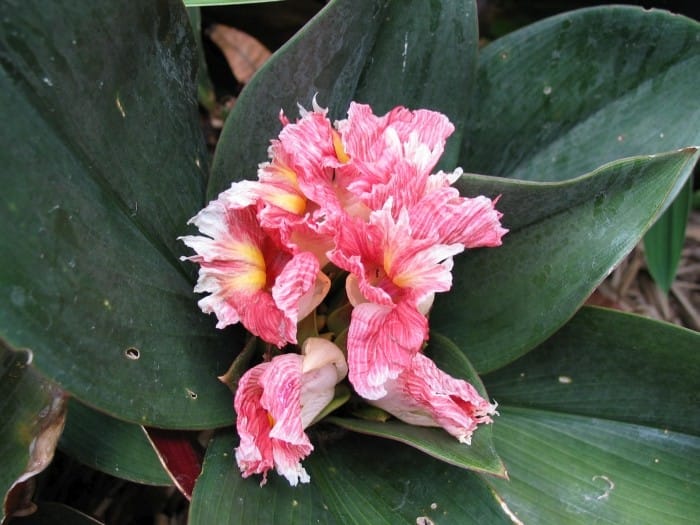 Costus erythrophyllus 'rubra' Costus erythrophyllus 'rubra'