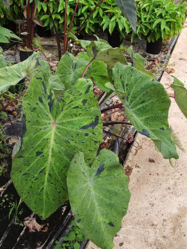 Colocasia esculenta "mojito"