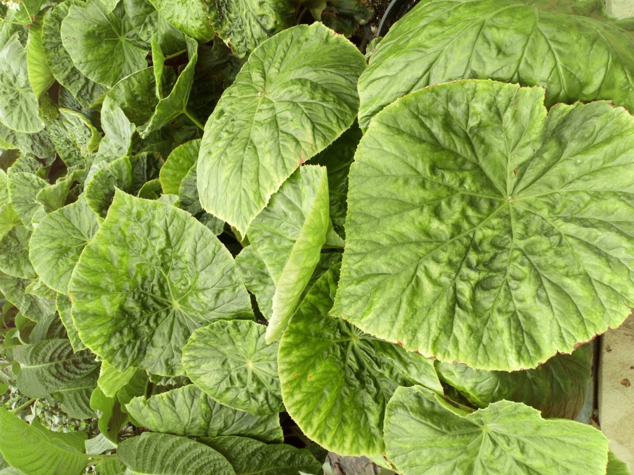 Begonia nelumbifolia Begonia nelumbifolia