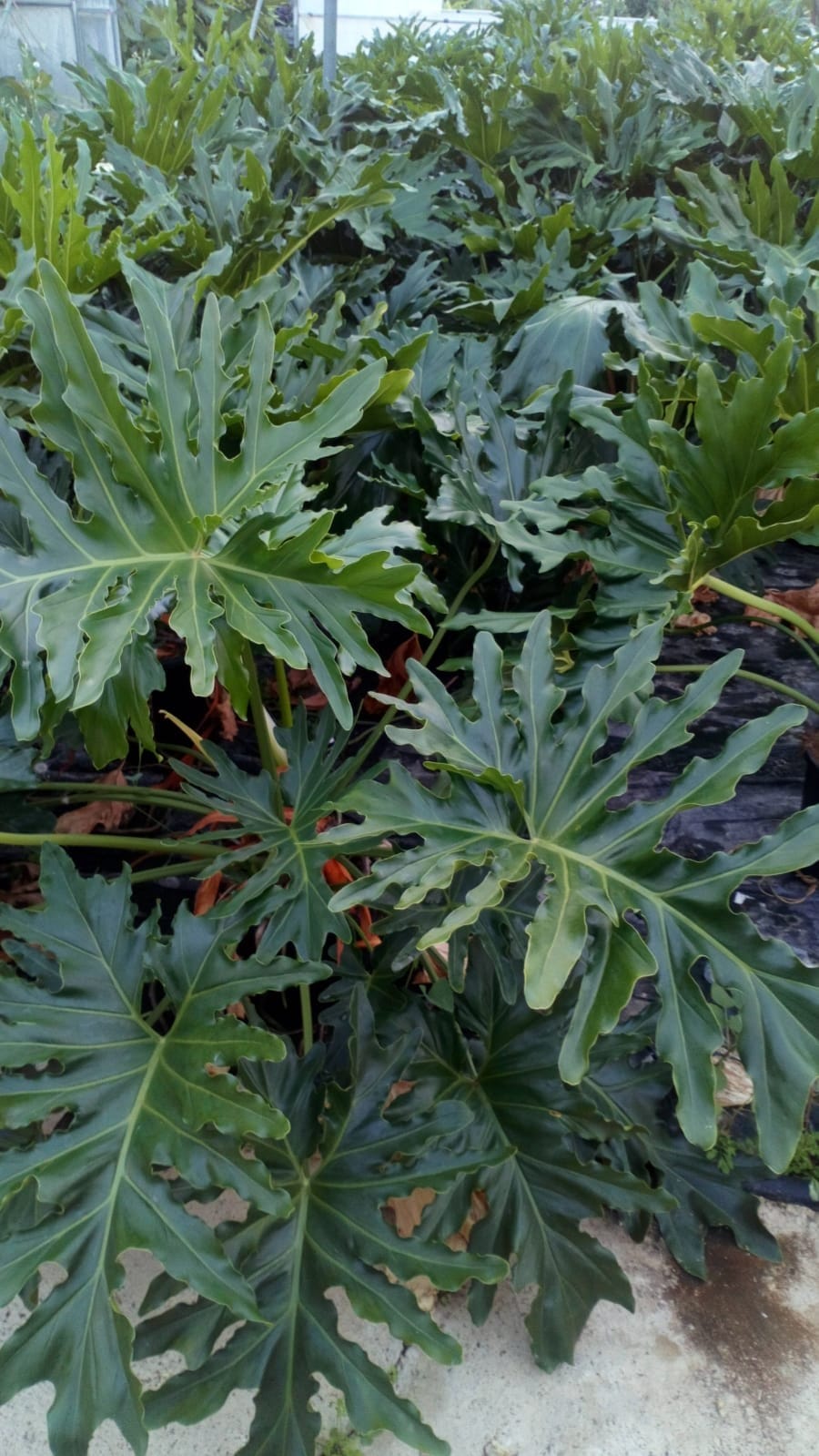 Philodendron selloum