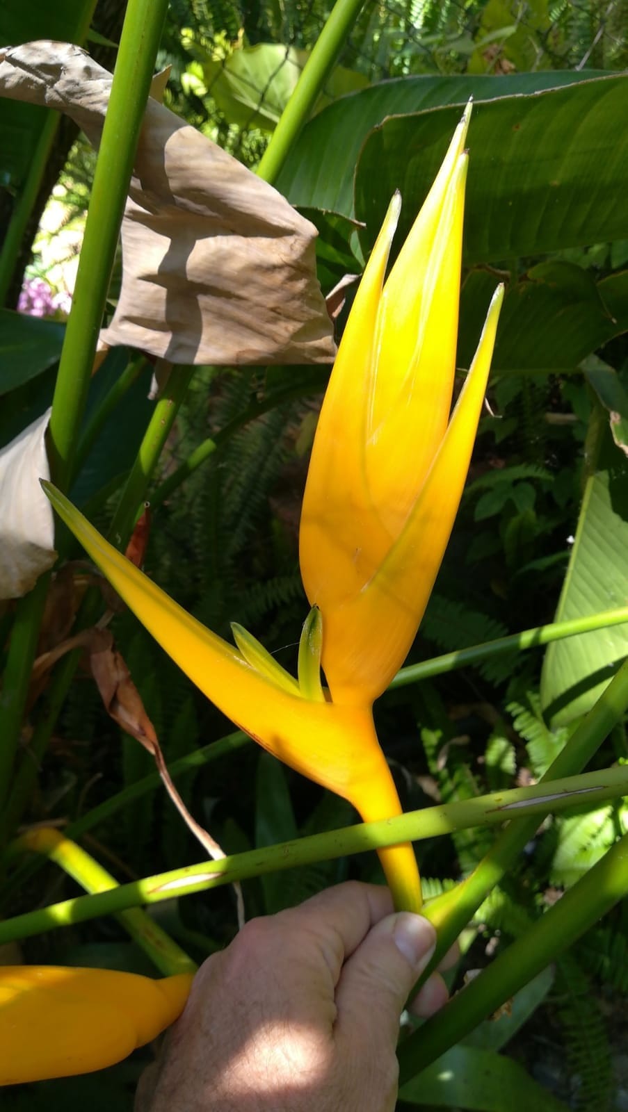 Heliconia angusta yellow