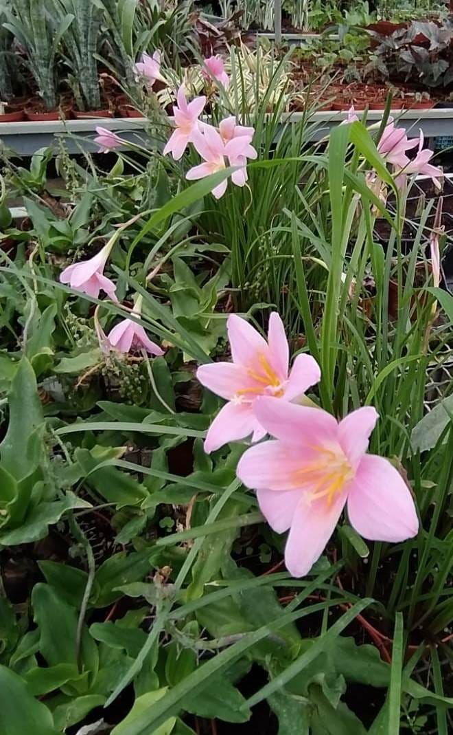 zephyranthes grandiflora