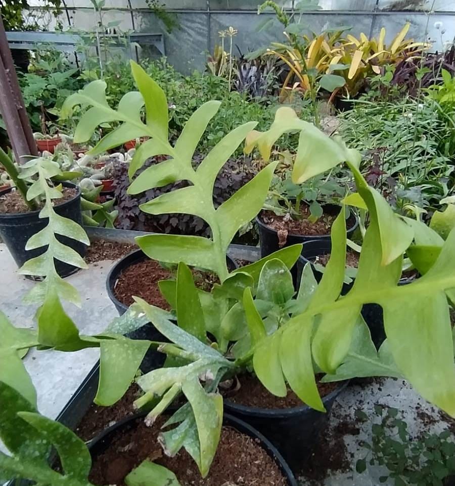 Selenicereus chrysocardium