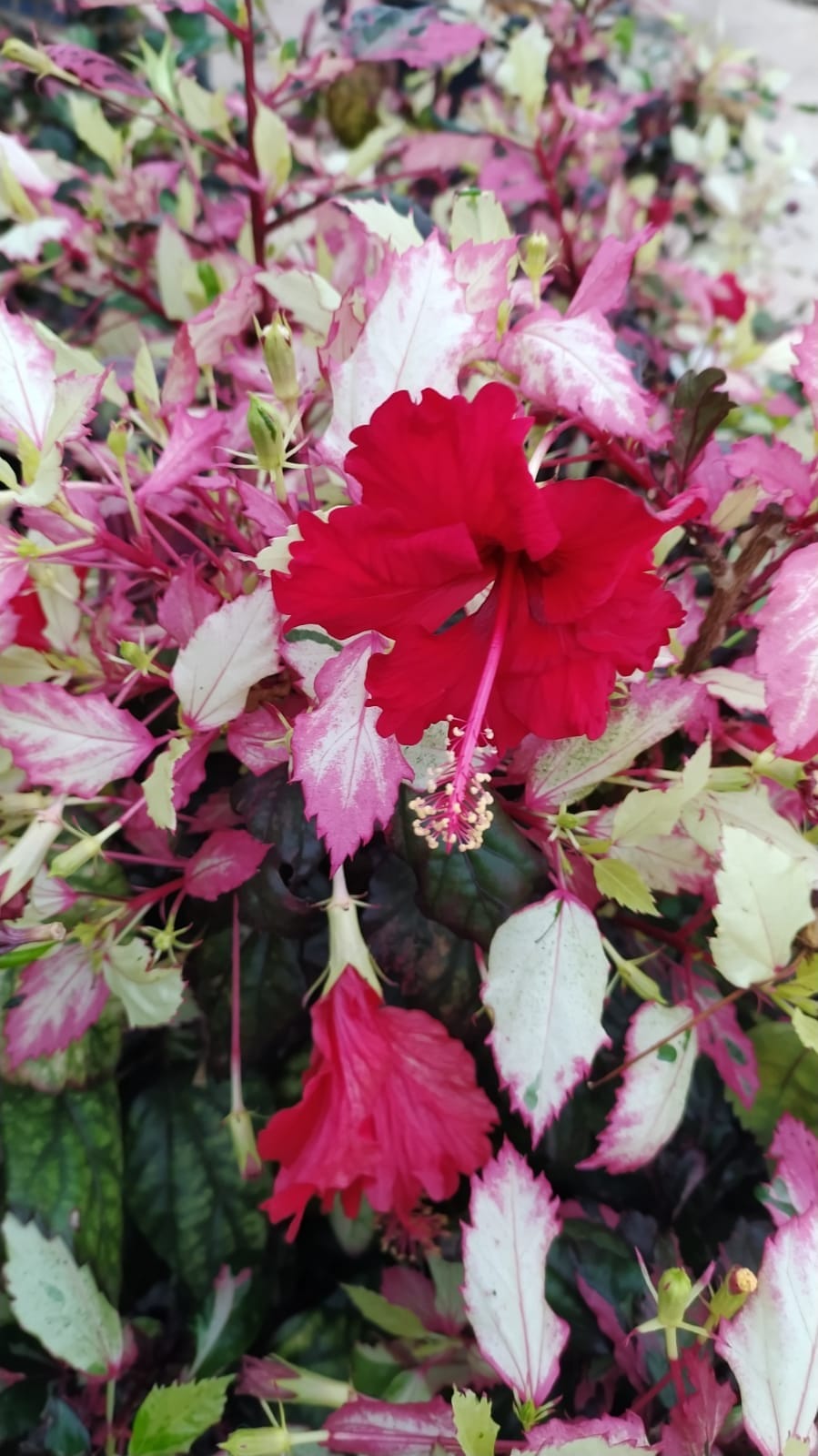 Hibiscus rosa sinensis tricolor