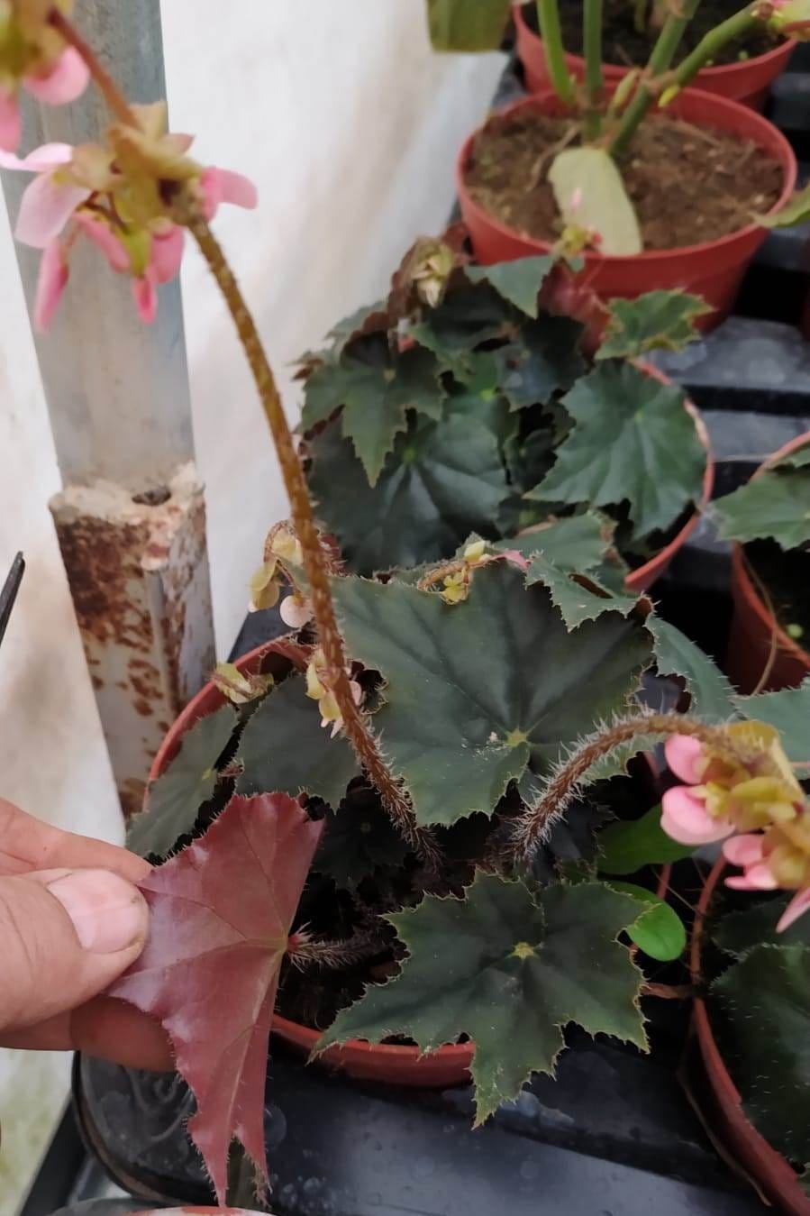 Begonia black coffee