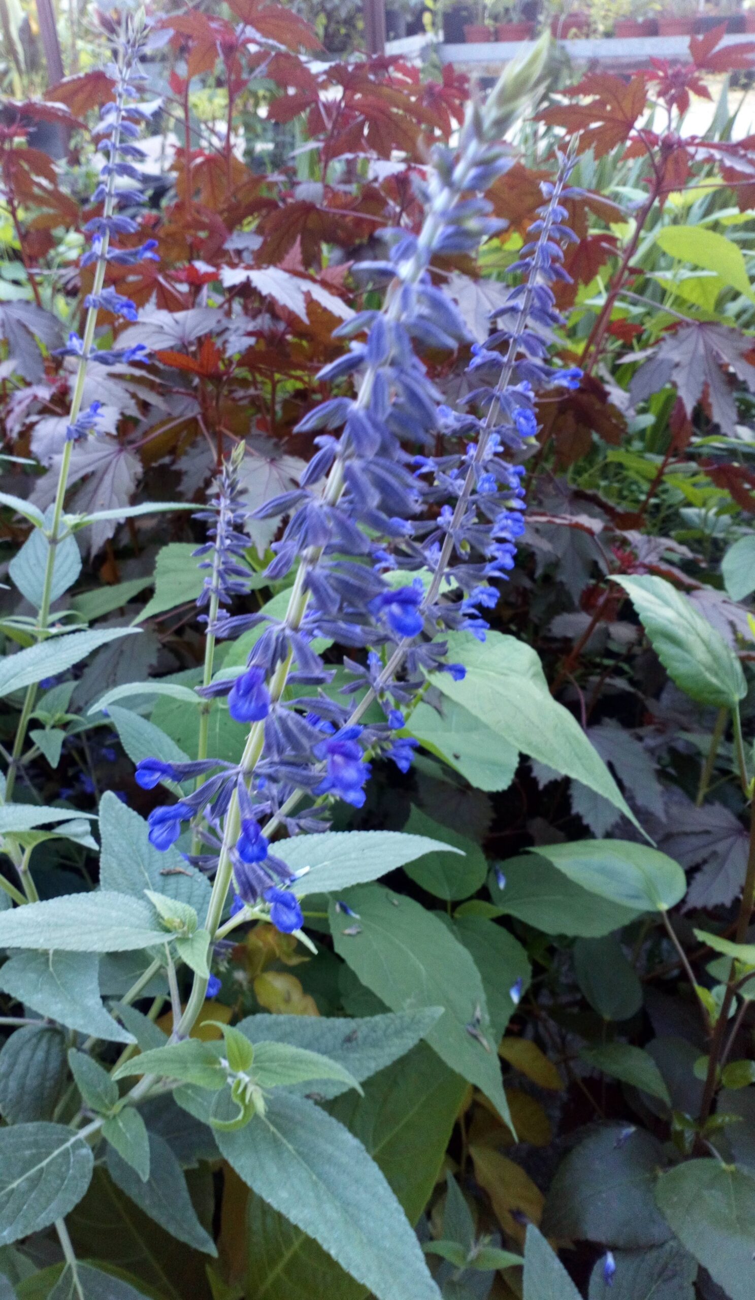 Salvia 'Anthony Parker' Salvia "phyllis fancy"