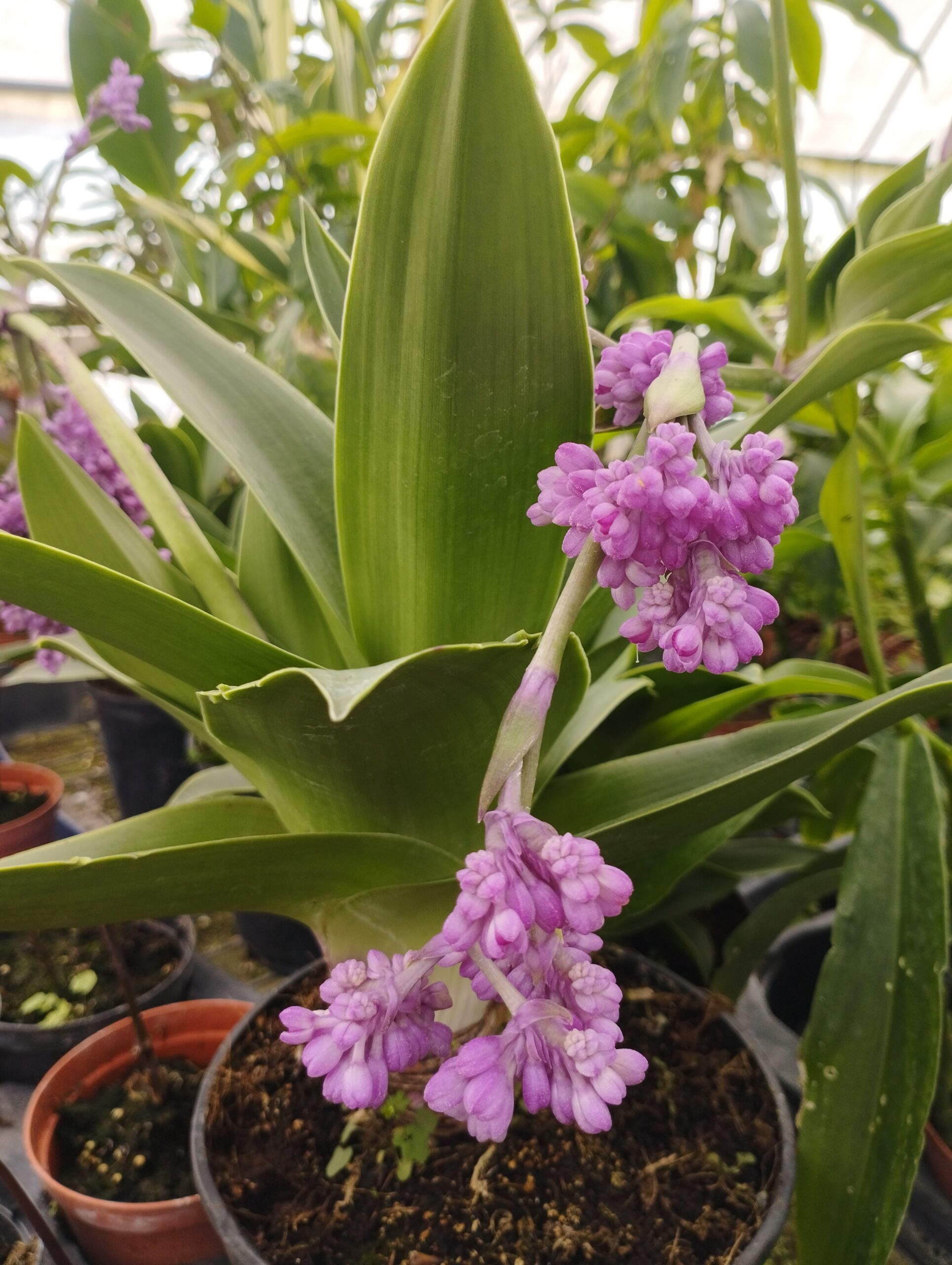 Callisia warszewicziana Callisia warszewicziana