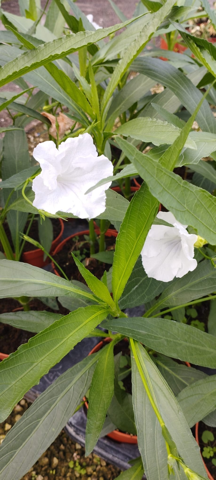 Ruellia brittoniana "alba"